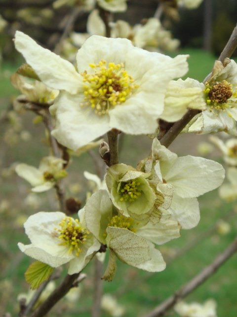 Parrotiopsis jacquemontiana fleur